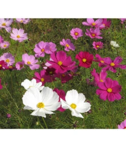 Schmuckkörbchen, Verschiedene Farben -Gartenleben Verkauf 8811192 WE MO 003 CosmosBipinnatusSchmuckkoerbchenPixabay