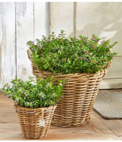 Köcherblümchen, Busch, Verschiedene Farben -Gartenleben Verkauf 8811366 8594673 8594244 PR MO 003 CupheaHyssopifT11BL18UveSauer