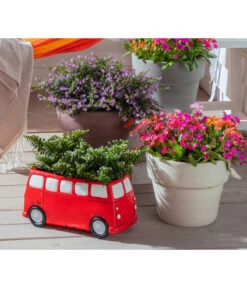 Köcherblümchen, Busch, Verschiedene Farben -Gartenleben Verkauf 8811366 WE MO 002 CupheaHyssopifoliaKoecherbluemchen