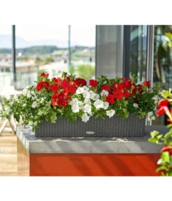 Jasminblütiger Nachtschatten -Gartenleben Verkauf 8811846 8818007 8813032 8816119 PR MO 001 DipladeniaSolanumPetuniaPelargoniumBalkonkastenRenner