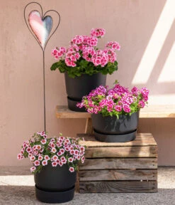 Eisenkraut 'Knutschfleck', Verschiedene Sorten -Gartenleben Verkauf 8815938 6769020 6714232 8811580 8818445 WE MO 001 MHPRosenaugeKnutschfleck