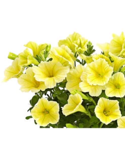 Hängepetunie, Gelb -Gartenleben Verkauf 8816092 WE DE 001 HaengepetunieGelbOWDehnerExpressHerzig