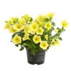 Hängepetunie, Gelb -Gartenleben Verkauf 8816092 WE FS 001 HaengepetunieGelbOWDehnerExpressHerzig