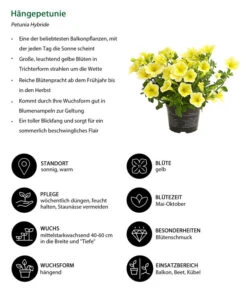 Hängepetunie, Gelb -Gartenleben Verkauf 8816092 WE IG 001 Haengepetunie
