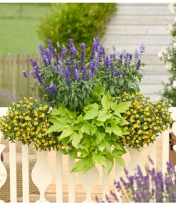 Süßkartoffel, Verschiedene Farben -Gartenleben Verkauf 8817587 WE MO 001 SanvitaliaSalviaIpomoeaHusarenknopfSalbeiSuesskartoffelKastenRennerPrintMedia