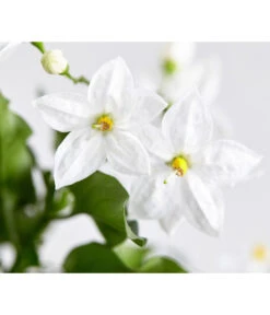Jasminblütiger Nachtschatten -Gartenleben Verkauf 8818007 WE DE 003 SolanumJasminNachtschattenDehnerExpressZS