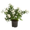 Jasminblütiger Nachtschatten 2 Jasminblütiger Nachtschatten -Gartenleben Verkauf 8818007 WE FS 001 SolanumJasminT12Dehner