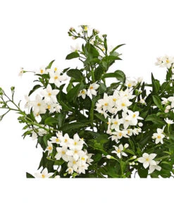 Jasminblütiger Nachtschatten -Gartenleben Verkauf 8818007 we de 001 SolanumJasminT12Dehner