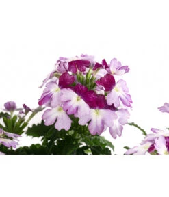 Eisenkraut 'Knutschfleck', Verschiedene Sorten -Gartenleben Verkauf 8818445 WE DE 001 VerbeneKnutschfleckT12