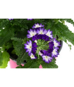 Eisenkraut 'Knutschfleck', Verschiedene Sorten -Gartenleben Verkauf 8818445 WE DE 002 VerbeneKnutschfleckT12