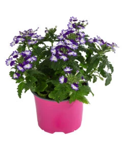 Eisenkraut 'Knutschfleck', Verschiedene Sorten -Gartenleben Verkauf 8818445 WE FS 002 VerbeneKnutschfleckT12