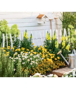 XXL Strohblume -Gartenleben Verkauf 8819765 WE MO 004 StrohblumeT12