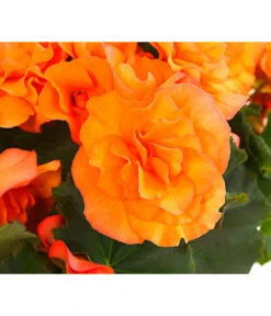 Begonie 'Solenia', Verschiedene Sorten -Gartenleben Verkauf 8821290 PR DE 002 HaengebegonieSoleniaT12DehnerExpressHerzig