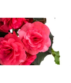 Begonie 'Solenia', Verschiedene Sorten -Gartenleben Verkauf 8821290 WE DE 001 BegonieSoleniaPinkT12