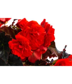 Begonie 'Solenia', Verschiedene Sorten -Gartenleben Verkauf 8821290 WE DE 002 BegonieSoleniaRotT12