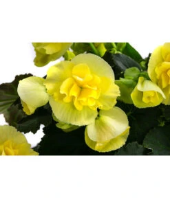 Begonie 'Solenia', Verschiedene Sorten -Gartenleben Verkauf 8821290 WE DE 003 BegonieSoleniaGelbT12