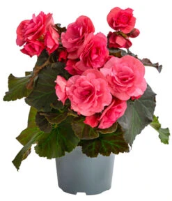 Begonie 'Solenia', Verschiedene Sorten -Gartenleben Verkauf 8821290 WE FS 001 BegonieSoleniaPinkT12