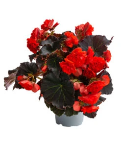 Begonie 'Solenia', Verschiedene Sorten -Gartenleben Verkauf 8821290 WE FS 002 BegonieSoleniaRotT12