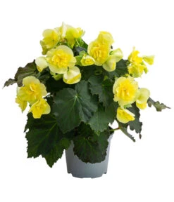 Begonie 'Solenia', Verschiedene Sorten -Gartenleben Verkauf 8821290 WE FS 003 BegonieSoleniaGelbT12