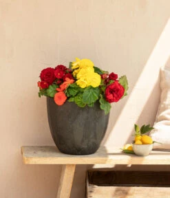 Begonie 'Solenia', Verschiedene Sorten -Gartenleben Verkauf 8821290 WE MO 001 BegonieSolenia