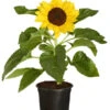 Sonnenblume -Gartenleben Verkauf 8824096 PR FS 001 HelianthusAnnusSonnenblumeT13DehnerExpressZS