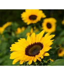 Sonnenblume -Gartenleben Verkauf 8824096 PR FS 001 HelianthusSonnenblumePixabay