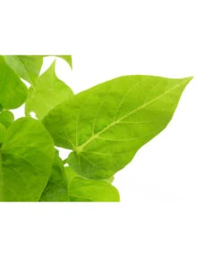 Süßkartoffel, Verschiedene Farben -Gartenleben Verkauf 8824500 WE DE 001 IpromoeaT12