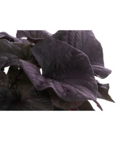 Süßkartoffel, Verschiedene Farben -Gartenleben Verkauf 8824500 WE DE 002 SuesskartoffelT12