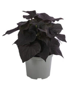 Süßkartoffel, Verschiedene Farben -Gartenleben Verkauf 8824500 WE FS 002 SuesskartoffelT12