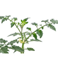 Zuckertomate, Orange -Gartenleben Verkauf 8830101 WE DE 003 ZuckertomateOrangeResistent