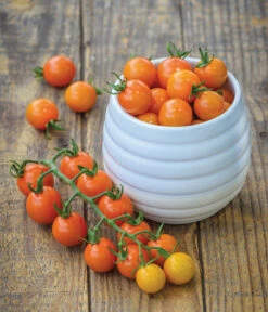 Zuckertomate, Orange -Gartenleben Verkauf 8830101 WE MO 002 Zuckertomate