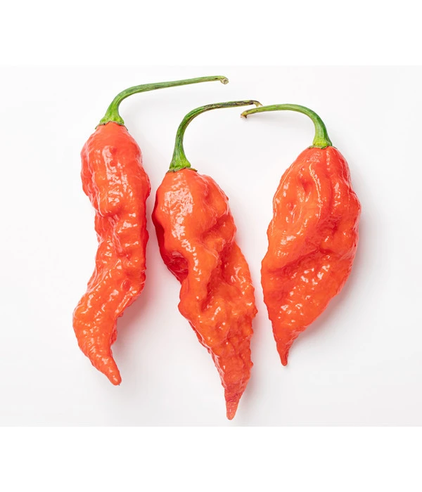 Geisterchili 5 Geisterchili – Bild 3