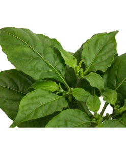 Geisterchili 11 Geisterchili -Gartenleben Verkauf 8830630 WE DE 002 IndischerGeisterchili