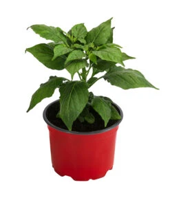 Geisterchili 8 Geisterchili -Gartenleben Verkauf 8830630 WE FS 002 IndischerGeisterchili