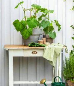 Bioland Gurke, Veredelt -Gartenleben Verkauf 8830663 WE MO 002 Gurke CucurbitaePepoZucchiniGruen