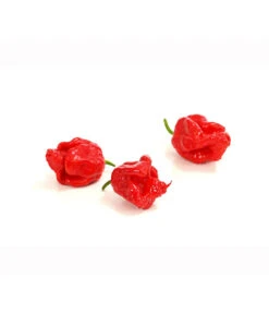 Chili 'Carolina Reaper' -Gartenleben Verkauf 8831133 PR DE 002 ChiliPeperoniCarolinaReaperCapsicumChinenseT12DehnerExpressHerzig