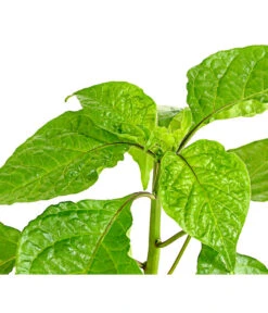 Chili 'Carolina Reaper' -Gartenleben Verkauf 8831133 WE DE 001 ChiliCarolinaReaperDehnerExpressHerzig