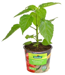 Chili 'Carolina Reaper' -Gartenleben Verkauf 8831133 WE FS 001 ChiliCarolinaReaperDehnerExpressHerzig