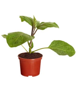 Aubergine -Gartenleben Verkauf 8831380 PR FS 001 AubergineT10 5DehnerExpressZS