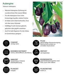 Aubergine -Gartenleben Verkauf 8831380 WE IG 001 Aubergine