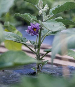 Aubergine -Gartenleben Verkauf 8831380 WE MO 002 SolanumAubergineBluete
