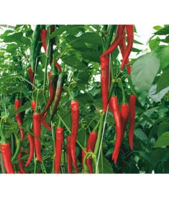 Rote Peperoni, Scharf 11 Rote Peperoni, Scharf -Gartenleben Verkauf 8831687 WE DE 001 CapsicumAnnuumFireflameVolmary