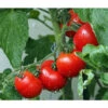 Bioland Buschtomate -Gartenleben Verkauf 8831968 WE MO 001 BioBuschtomate