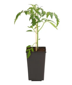 Ochsenherztomate 'Fleurette' -Gartenleben Verkauf 8832883 WE FS 001 LycopersiconEsculentumOchsenherztomateFleuretteDehnerExpressHerzig