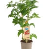 Pick-a-Tom® Cocktailtomate 'Candy' Mit Früchten -Gartenleben Verkauf 8838815 PR FS 002 PickaTomBeerentomateCandyT14DehnerExpressHerzig
