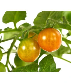 Pick-a-Tom® Cocktailtomate 'Candy' Mit Früchten -Gartenleben Verkauf 8838815 WE DE 001 PickaTomBeerentomateCandyT14