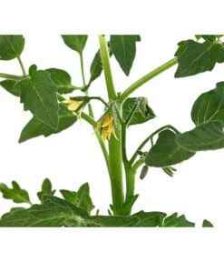 Tomate 'Previa' -Gartenleben Verkauf 8839136 WE DE 001 TomatePrevia