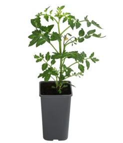 Tomate 'Previa' -Gartenleben Verkauf 8839136 WE FS 001 TomatePrevia