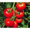 Tomate 'Previa' -Gartenleben Verkauf 8839136 WE MO 001 TomatePrevia