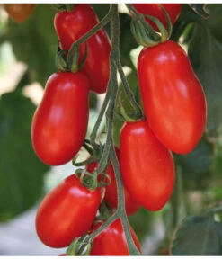 Mini San-Marzano Tomate 'Trilly' -Gartenleben Verkauf 8839144 we DE 001 TomateTrilly